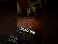 #friends #catshort #shortvideo
