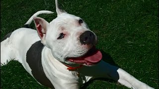 Amstaff Bleu România Three And A Half Months