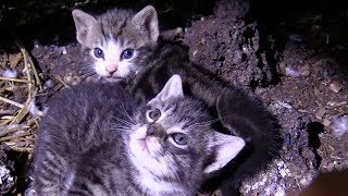 60+ Cats/Kittens Rescued from Farm Hoarding Situation