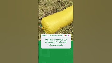 Vào mùa thu hoạch lúa, lao động có thêm việc tăng thu nhập #nongnghiepmientay