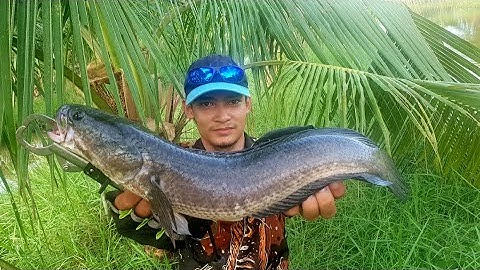 Khám Phá Hồ Câu Lure cá lóc Tại Bình Dương cha già vlogs