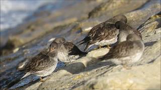 Correlimos oscuros (Calidris maritima) - Cabo Menor, Santander, Cantabria