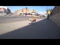 سائح اجنبي يزور العراق والكلب العراقي يرحب به تحشيش سائح اجنبي يزور العراق والكلب العراقي يرحب به تحشيش