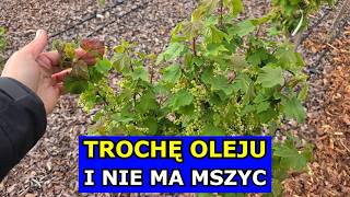 Trochę Oleju i NIE MA MSZYC. Skuteczny Sposób na Mszyce na Drzewach Warzywach Różach Kwiatach Oprysk