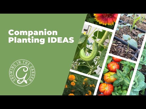Video: Dahlia Plant Companions: Ketahui Tentang Sahabat Dahlia Di Taman