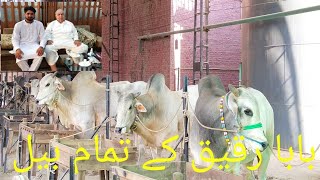 New Bull Race Baba Rafiq Saban Foctory wala bail ۔۔۔۔۔۔۔۔۔26/07/2020  بابا رقیق کے تمام بیل