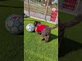 🐾 FC Bayern kit on, dribbling like a real pro – it doesn’t get better than this ❤️