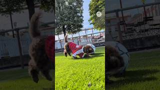 🐾 FC Bayern kit on, dribbling like a real pro – it doesn’t get better than this ❤️
