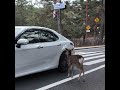 鹿さん車に当たりそうになる #鹿 #deerpark #奈良公園