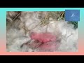 baby rabbit 1 Day to 30 Days old  Ang cute nila