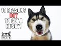 10 Reasons To (NOT) Get A HUSKY! Living With a Husky!