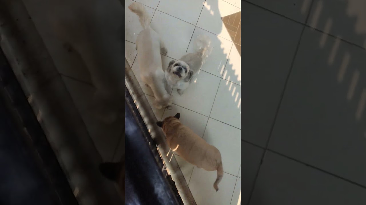 Chelsea, Charm and Cherish 🐕🐶💋🐕