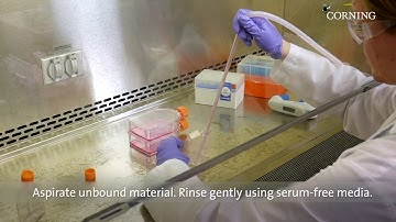 Corning® Matrigel® Matrix: Thin, Non-gelled Protein Layer Method Best Practices