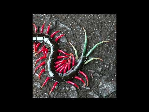 (free) crystal castles