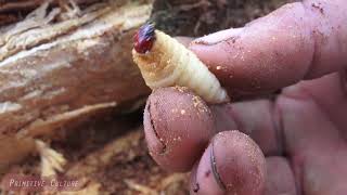 Primitive Culture Amazing Man Find And Cooking Coconut Worms