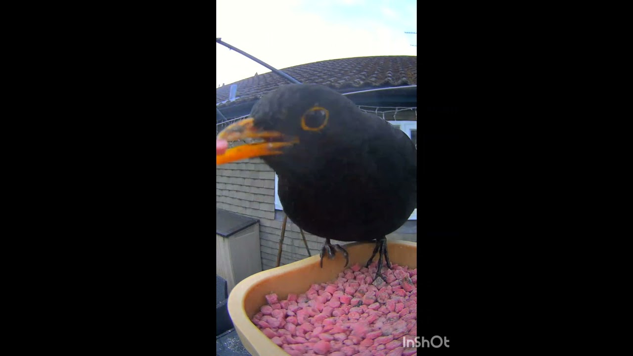 first blackbird visit to feeder - YouTube