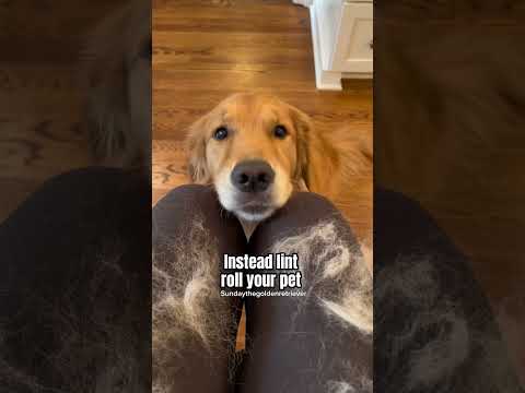 Video: Ar auksaspalvių retriverių šuniukai iškrenta?
