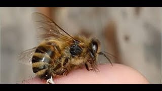 لدغات النحل علاج لخشونة المفاصل