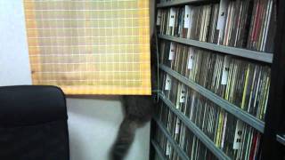 5 Row Dowel CD Rack (Honey Oak) スパイダーキャット