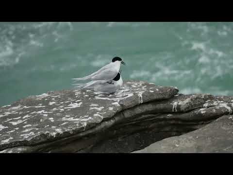 Video: Kuş sumru: açıklama, fotoğraf