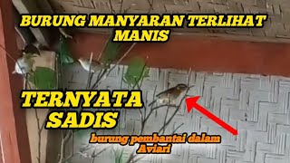 burung manyar yg manis ternyata sadis😫😫😫