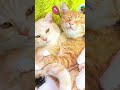I’m getting sleepy Let me take a little nap and we can talk again later眠くなってきちゃった少しお昼寝してまたあとでお話ししようね