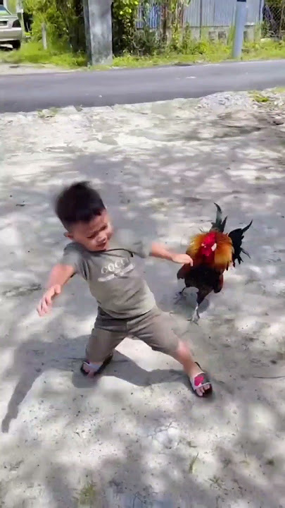 Anak Kecil Terpental Di Tendang Ayam Jago | TIKTOK Viral