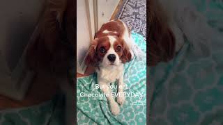You Won't Believe What Happens When this King Charles Spaniel Asks Mom to Eat McDonald's!