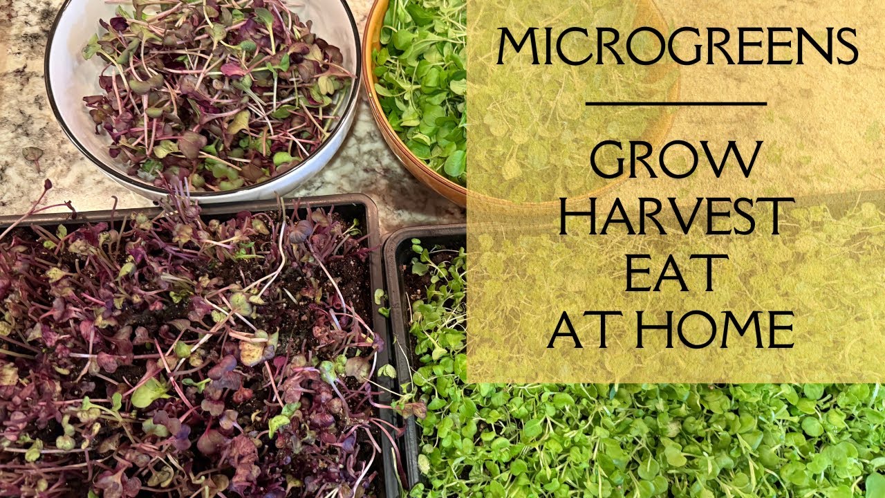 Microgreens - Grow Harvest & Eat at Home - Indoor Vegetable Kitchen Garden - Easy Healthy Meals 
