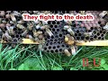 Queen bees fight to the death