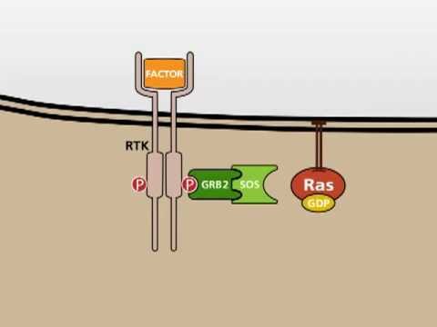 Vidéo: La Perturbation Simultanée Des Voies MAPK Et PI3K / MTOR N'entraîne Pas D'augmentation De La Radiosensibilisation