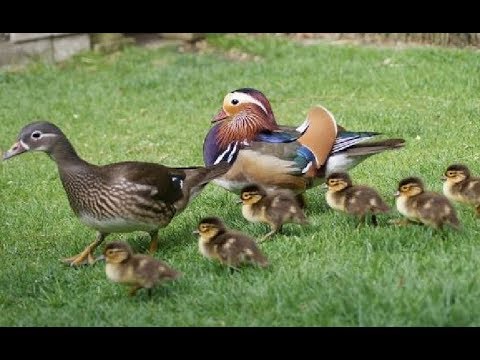 Video: Types of ducks in Russia. Types of wild ducks (photo)