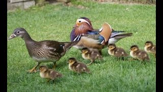 The Duck Family - Wildlife Survival Instinct (Nat Geo Wild)