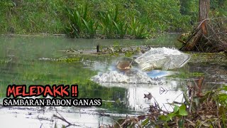 MELEDAKK!! CASTING IKAN GABUS TAK TERDUGA SAMBARAN GANAS TOMAN IKUT AMBIL BAGIAN #AS-148