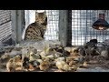 #ЦЫПЛЯТА РАЗНЫХ пород  первые 7 дней жизни Day-old #chicks of different breeds, Cats Кошки