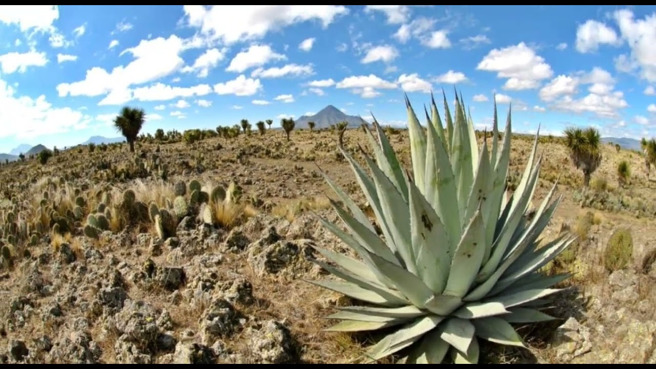 ¿Tienen abasto de agua en el matorral xerófilo? YouTube