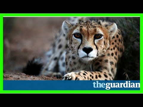 Video: Azijski Gepard Na Rubu Izumiranja, Samo 50 Preostalih Na Svijetu