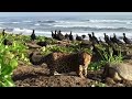 Un jaguar en una playa de Costa Rica
