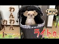 【ペットバギー】乗り心地は!? わんわんカートデビュー - Pet cart debut -【チワワ×シーズー】