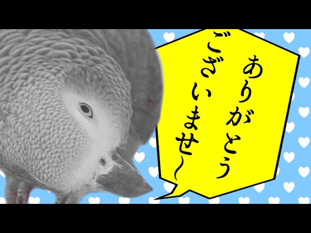 思わず「ありがとうございませ～」と言ってみたくなる動画【喋る鳥　ヨウムのずぅちゃん】