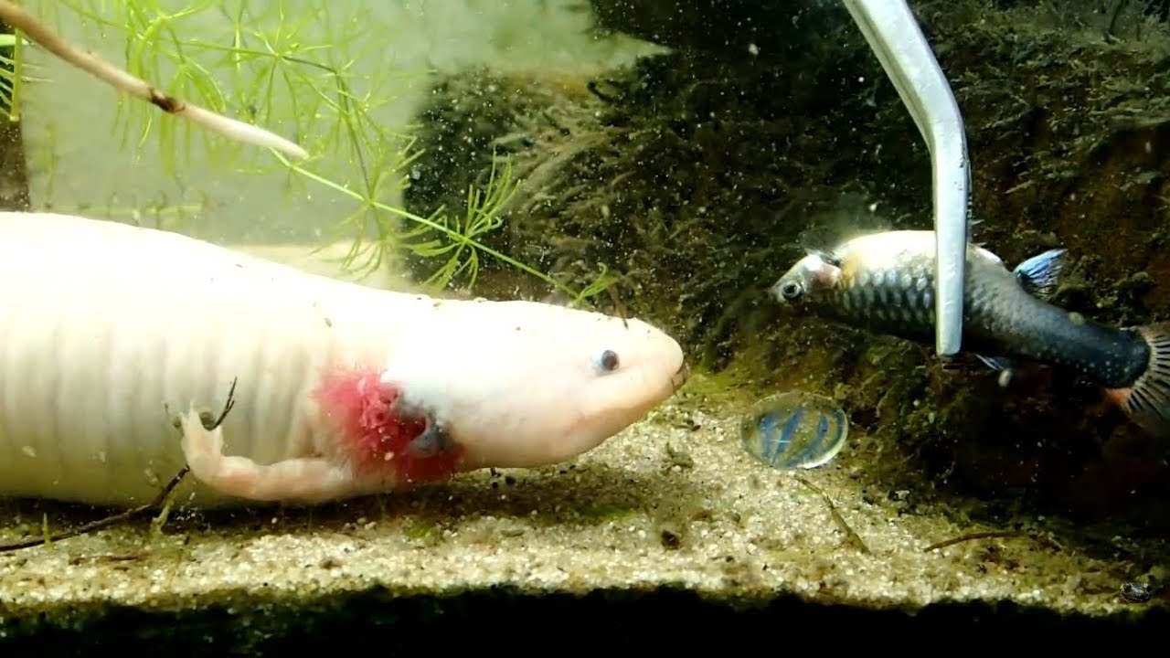 Aquarium Setup Axolotl Tank Ambystoma Mexicanum How To Set Up An Axolotl Tank Youtube
