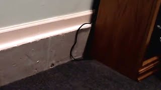 Jerma and the Pet Snake