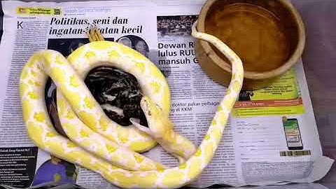 Albino reticulated python feeding