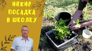 Посадка саженцев инжира в школку.