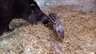 Introducing Dartmoor Zoo's newest resident