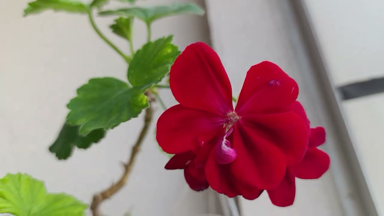 Sardunyamı Tanıyamayacaksınız! 🌺 Evde Sera Mucizesi ve Beklenmedik Sonuç! ✅