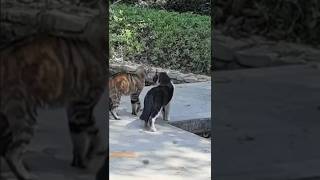Devastaciones Eternas entre Michis Pumiteros muy Malvados