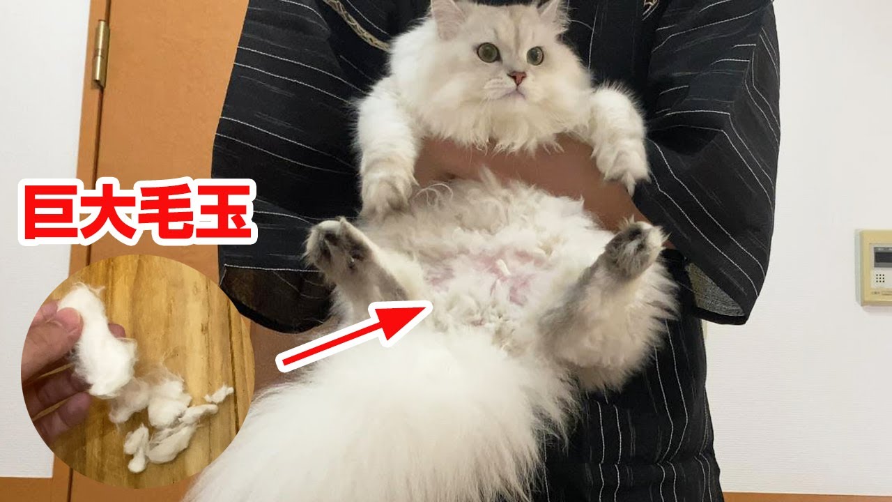 ついに強固な巨大毛玉を刈ることができました ロクロクロック