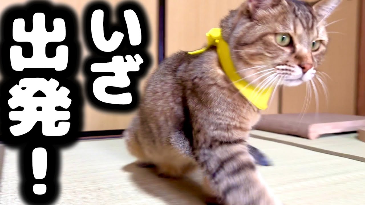 歓喜】トラが全国へいきます！！！ - YouTube