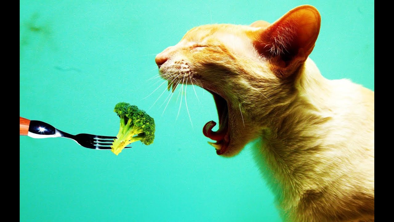 Что будет, если завести домашнюю кошку? - YouTube